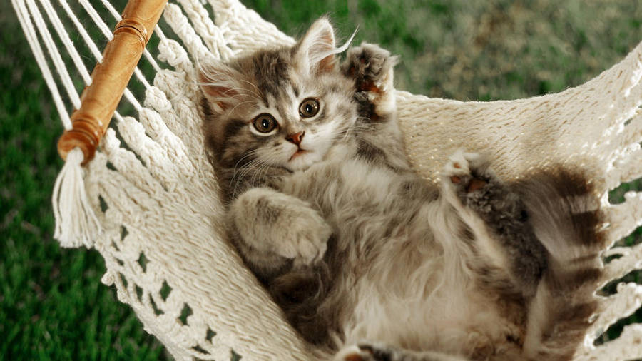 Kitten In White Cradle Wallpaper