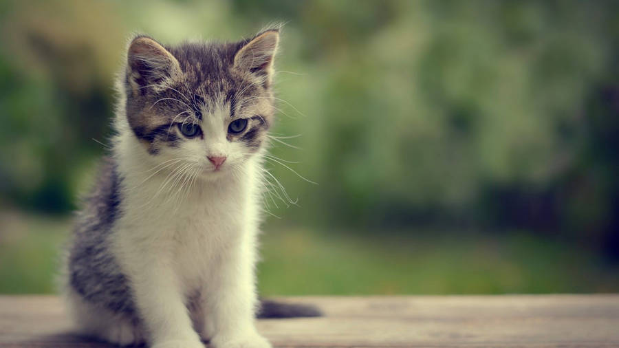 Kitten With Sad Face Wallpaper