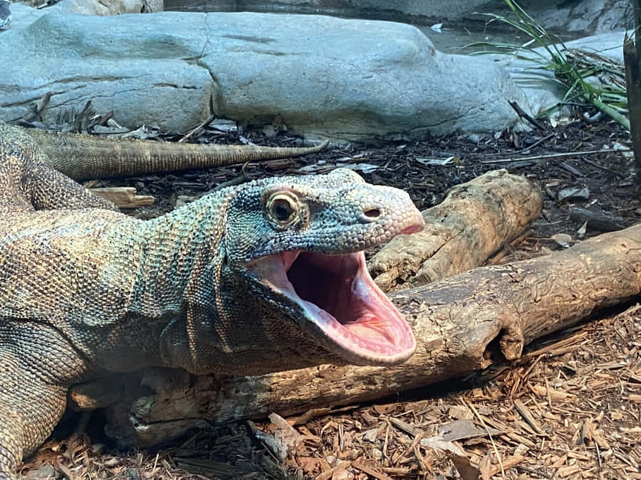 Komodo Dragon Mouth Agape Wallpaper