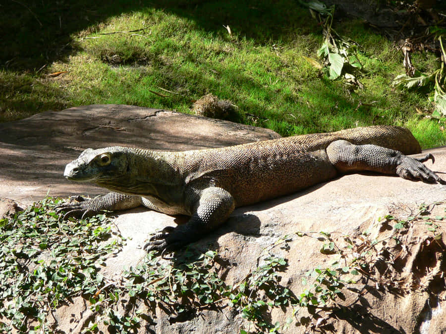 Komodo Dragon Sunbathingon Rock Wallpaper