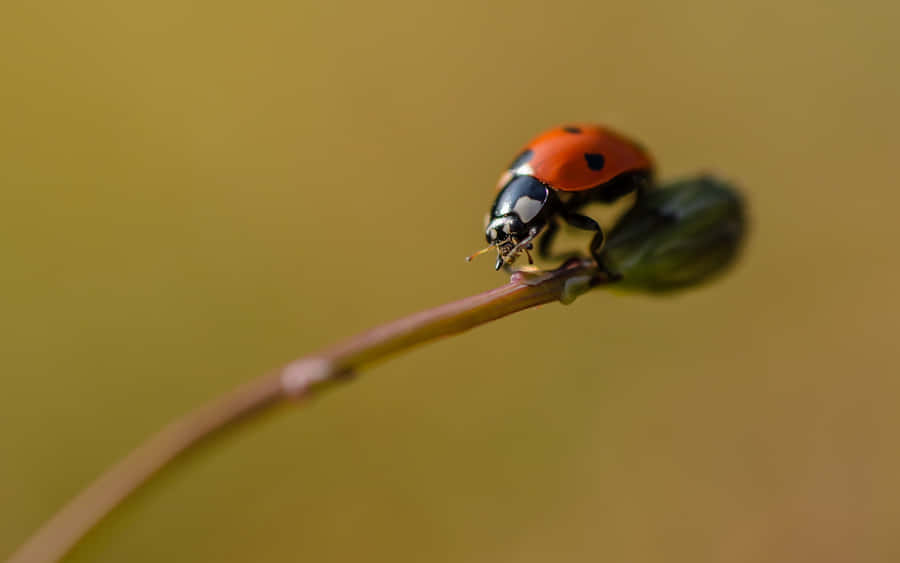 Ladybirdon Twig Macro Wallpaper