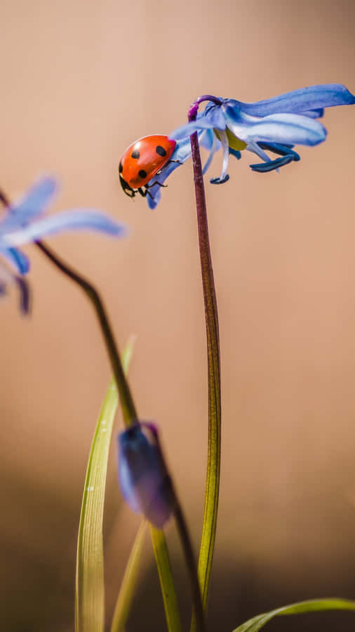 Ladybug On Blue Flower Wallpaper