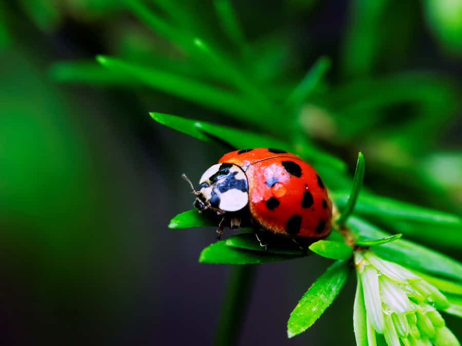 Ladybug Topped Iphone Wallpaper