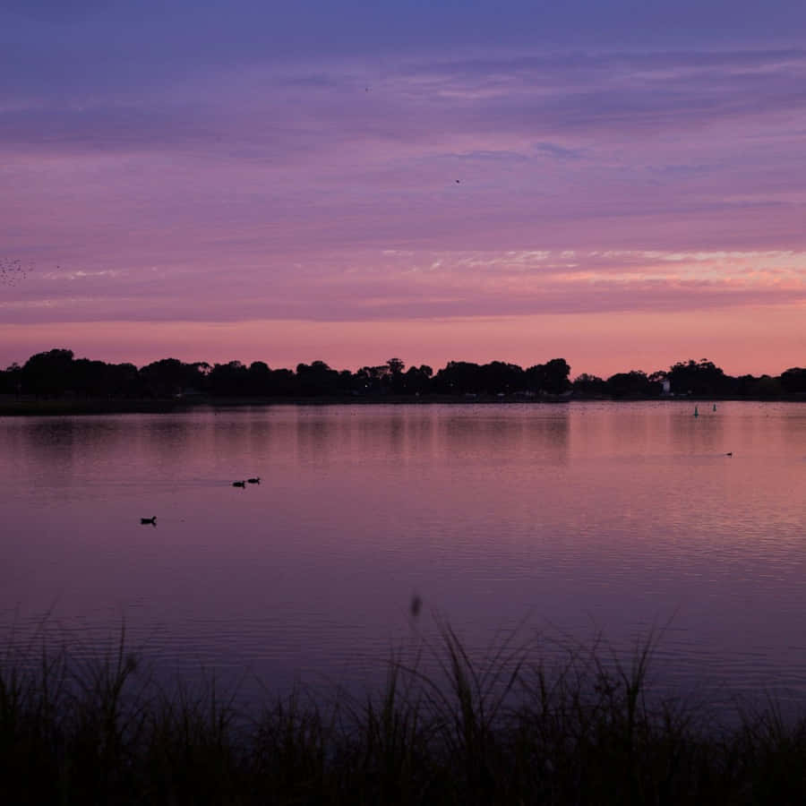 Lake Hamilton Purple Sunset Wallpaper