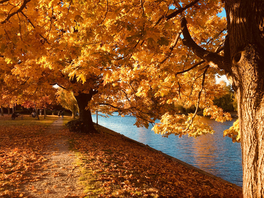 Lakeside Yellow Autumn Trees Wallpaper