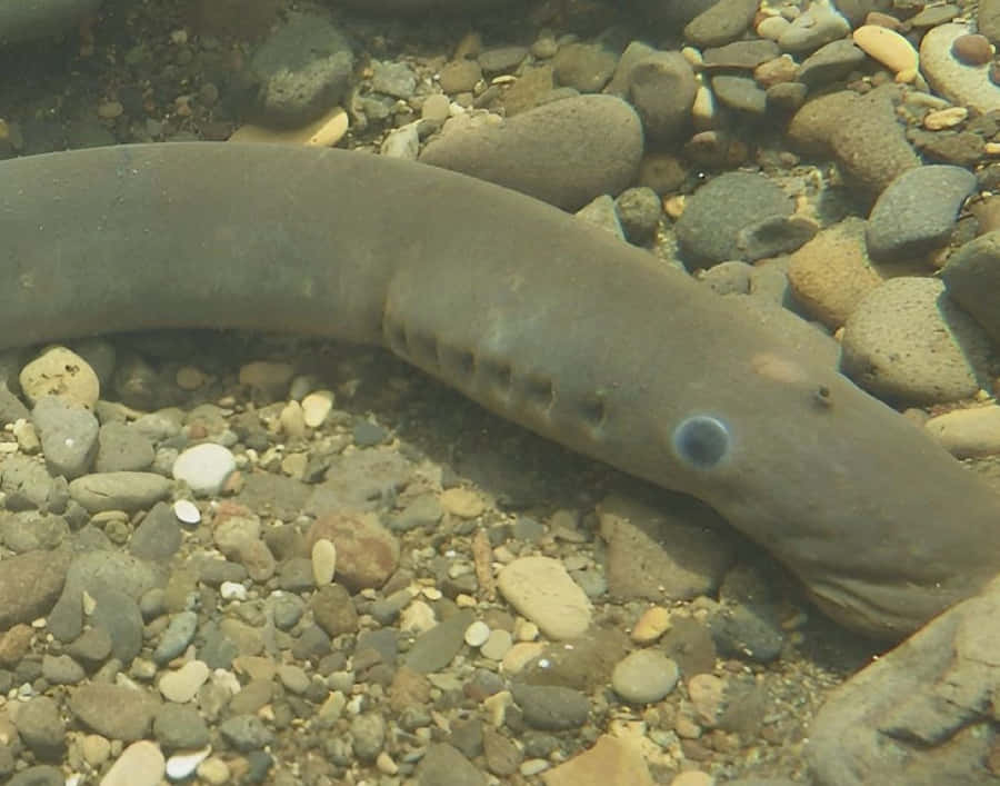 Lamprey_in_ Natural_ Habitat.jpg Wallpaper