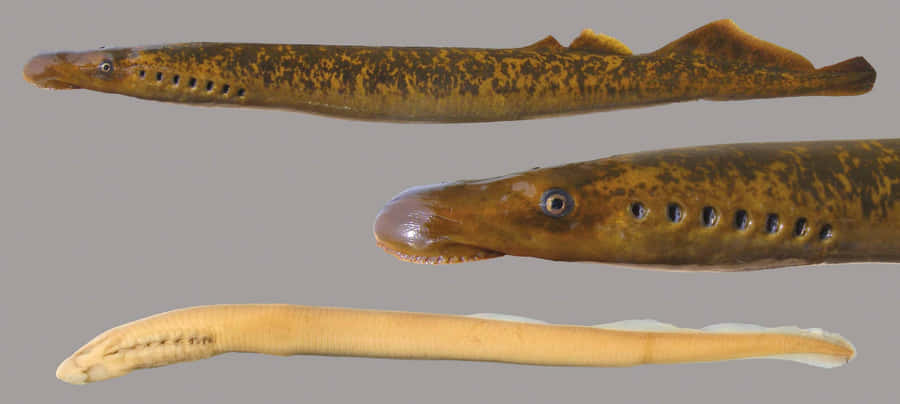 Lamprey Species Comparison Wallpaper