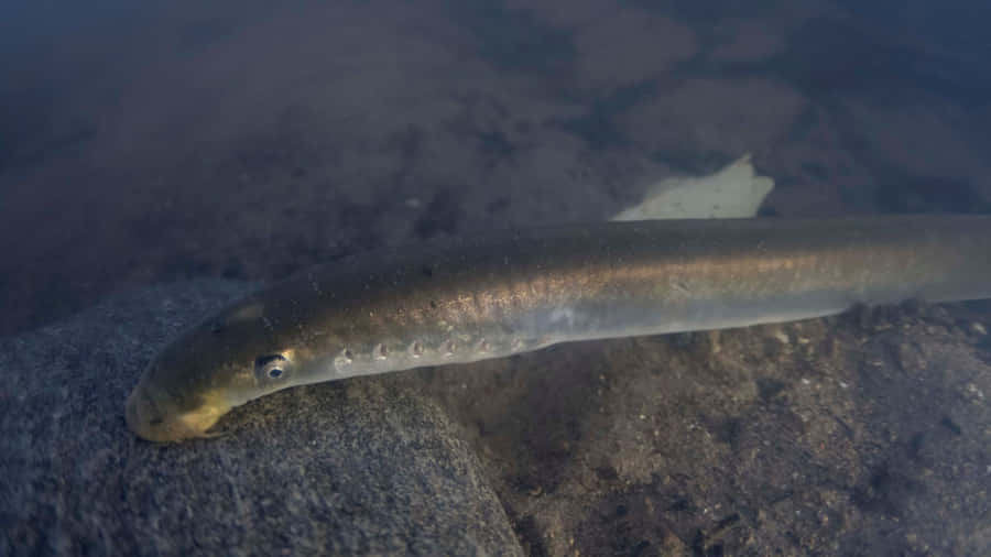 Lampreyin Natural Habitat Wallpaper