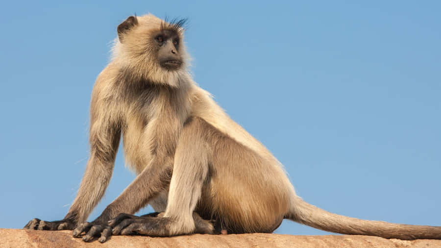 Langur_ Monkey_ Perched_ On_ Rock Wallpaper