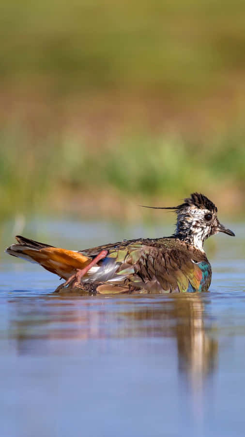 Lapwing Bathingin Water.jpg Wallpaper