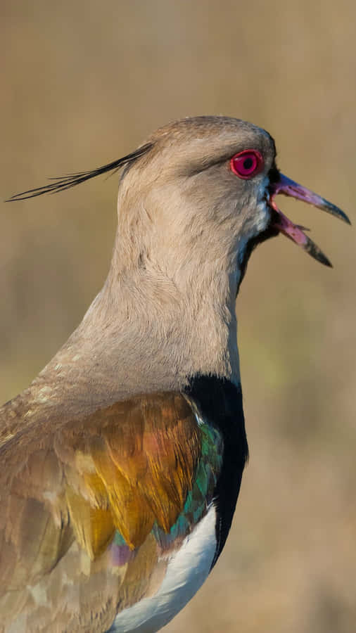 Lapwing Close Up Portrait Wallpaper