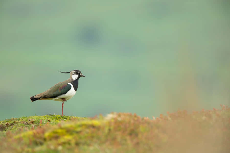 Lapwingin Natural Habitat.jpg Wallpaper