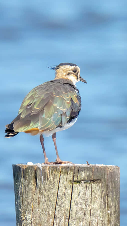 Lapwingon Post Wallpaper