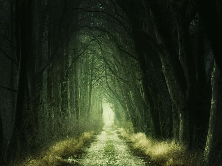 Large Healthy Green Pine Tree In A Summer Time Forest Wallpaper