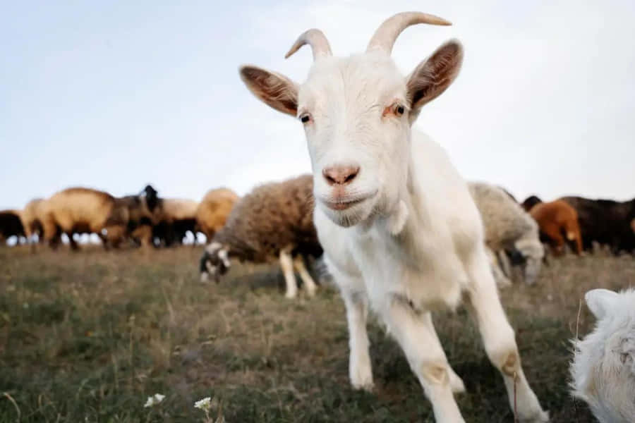 Laughing Out Loud: A Merry Goat In The Meadow Wallpaper