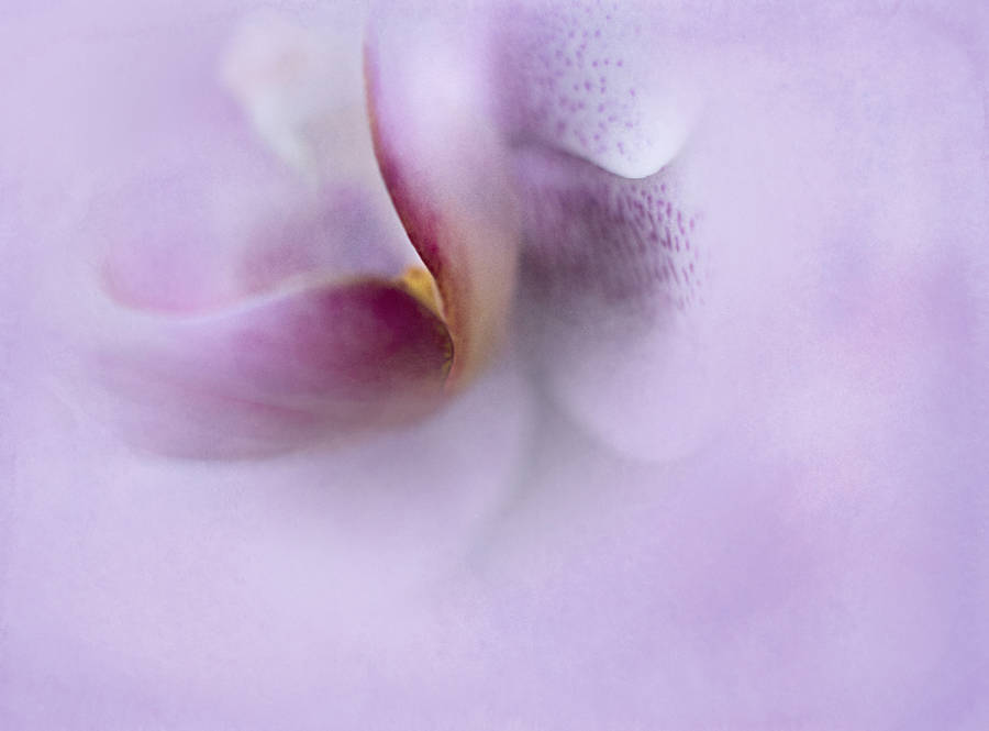 Lavender Aesthetic Abstract Flower Wallpaper