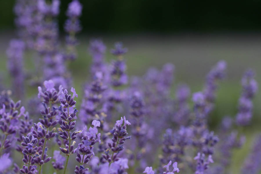 Lavender Aesthetic Violet Buds Wallpaper