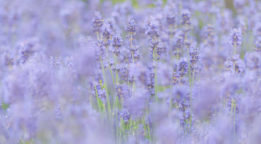Lavender Field Blur Purple Aesthetic.jpg Wallpaper