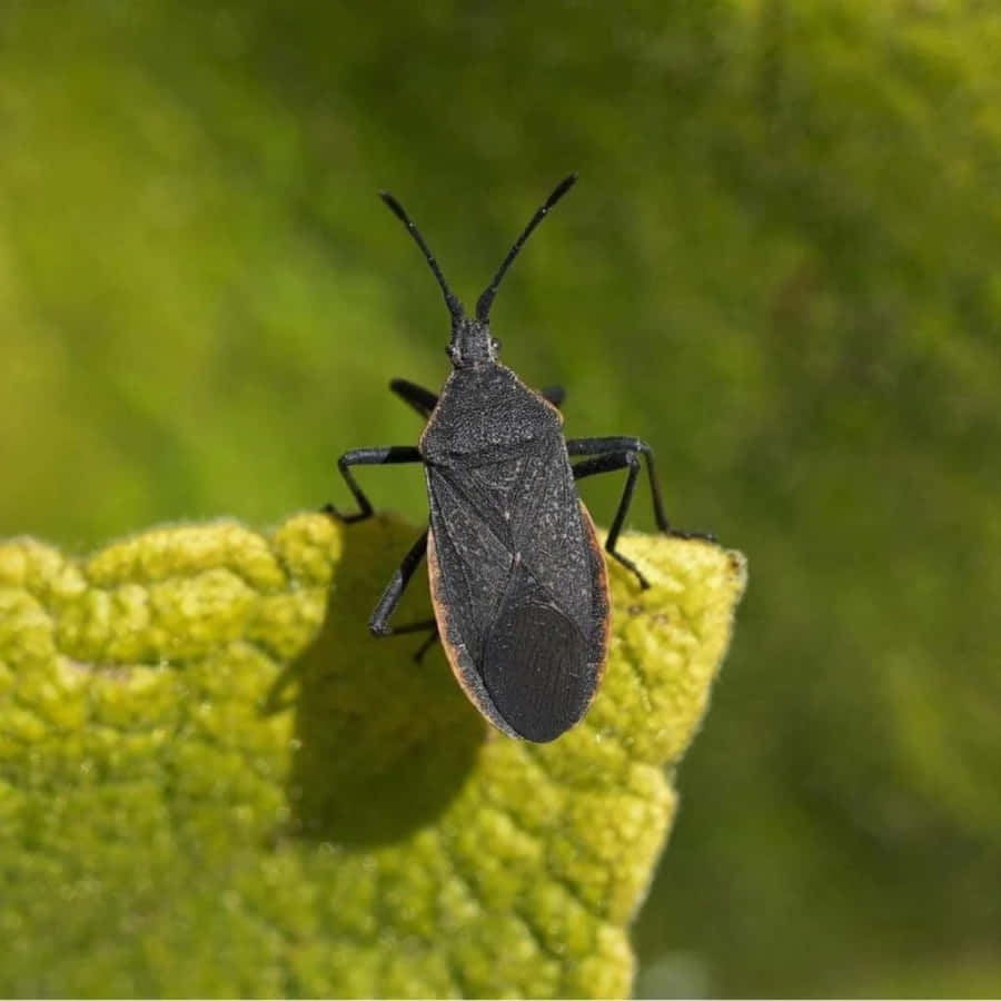 Leaf Footed Bug On Green Leaf Wallpaper
