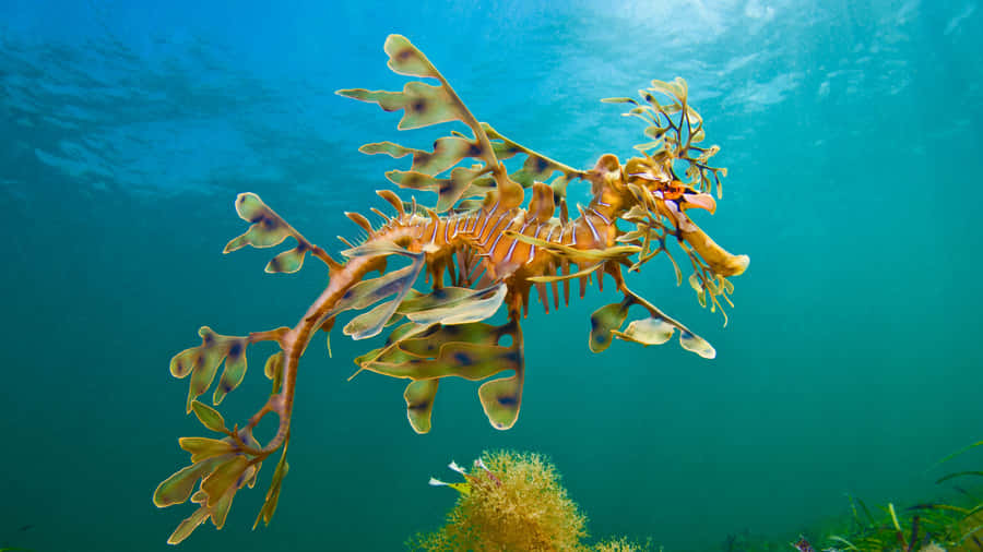 Leafy Sea Dragon Underwater Camouflage Wallpaper