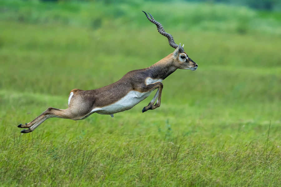 Leaping Blackbuckin Grassland.jpg Wallpaper