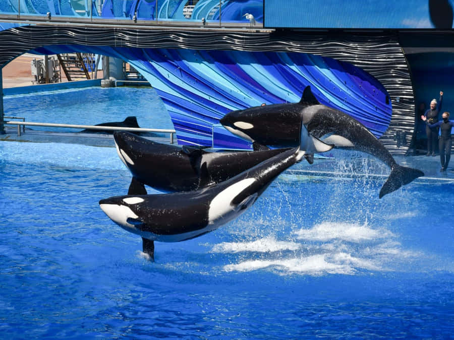 Leaping Orca Duo Performance Wallpaper