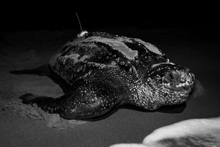 Leatherback Turtleon Sandat Night Wallpaper