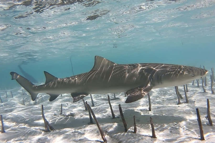 Lemon Shark Swimming Over Sandy Bottom Wallpaper
