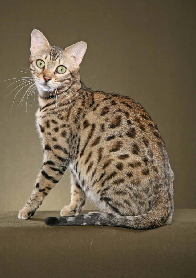 Leopard Cat Pose Studio Portrait Wallpaper