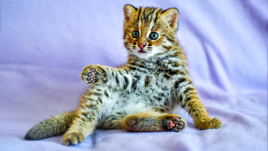 Leopard Kitten Adorable Pose Wallpaper