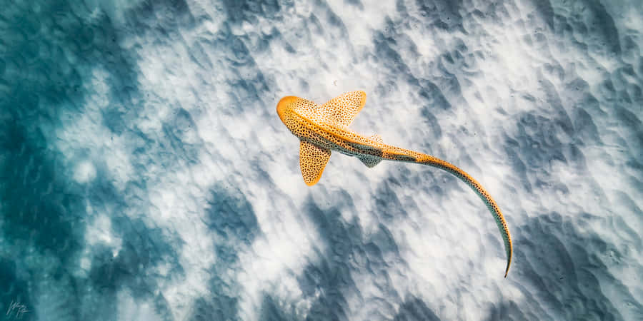Leopard Shark Aerial View Wallpaper