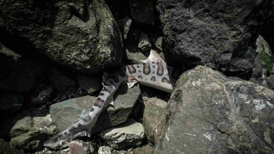 Leopard Shark Amidst Rocks.jpg Wallpaper
