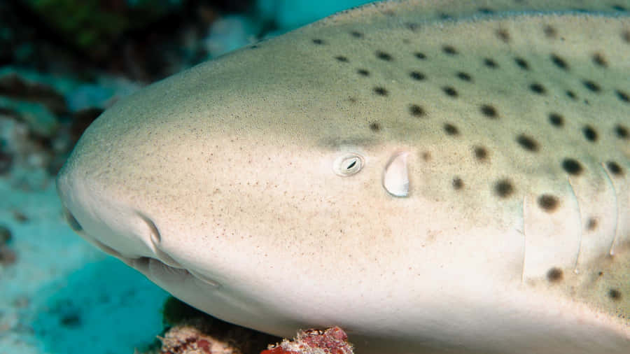 Leopard Shark Close Up Portrait Wallpaper