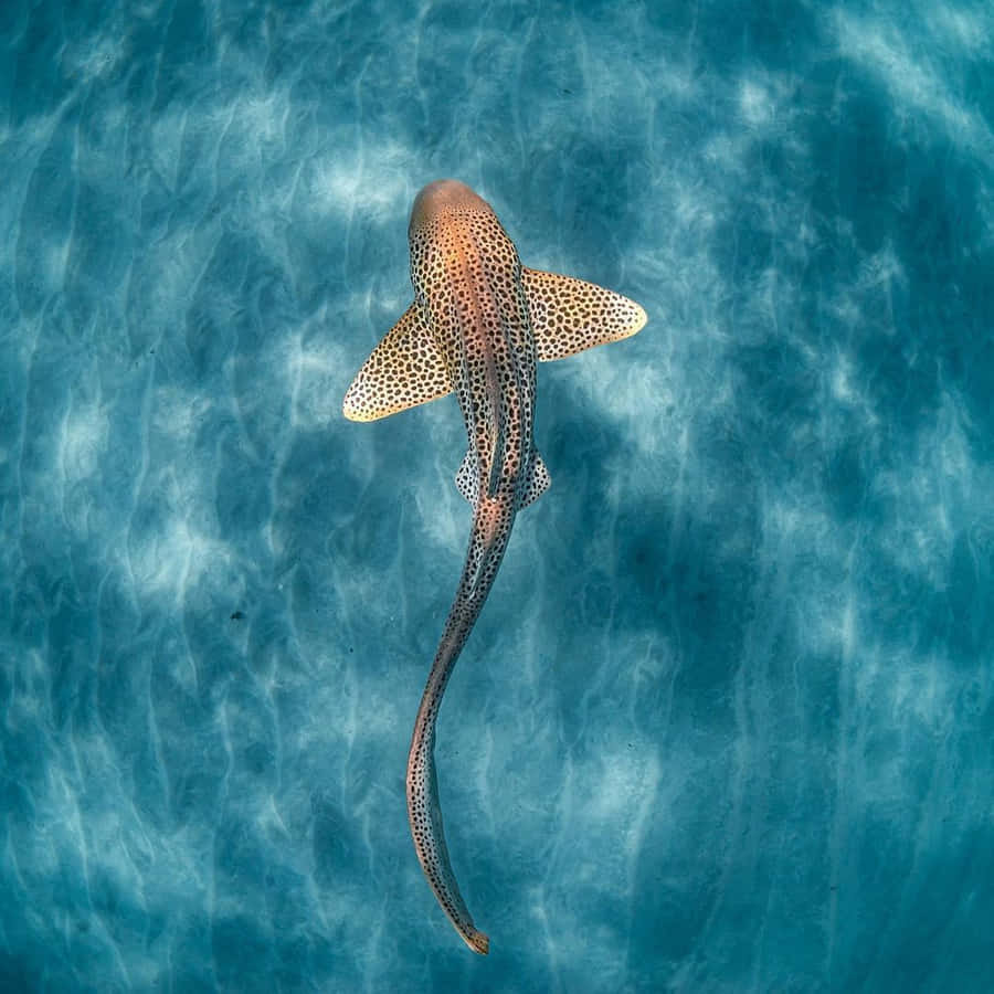 Leopard Shark Overhead View Wallpaper
