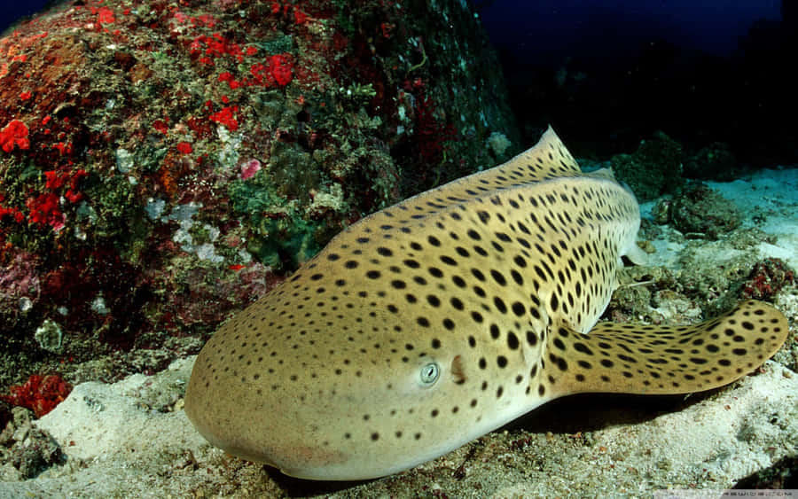 Leopard Shark Restingon Ocean Floor Wallpaper