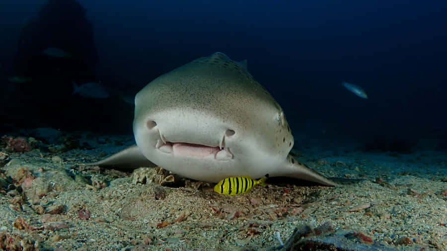 Leopard Shark Restingon Seabed Wallpaper