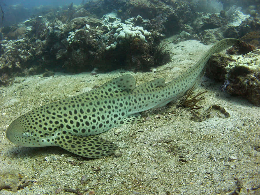 Leopard Shark Restingon Seabed.jpg Wallpaper