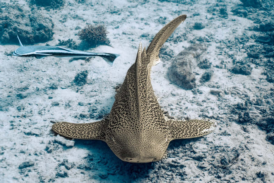 Leopard Shark Sandy Seabed Wallpaper