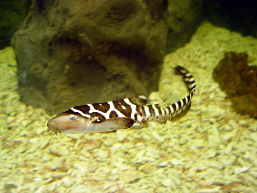 Leopard Shark Swimming Aquarium Wallpaper