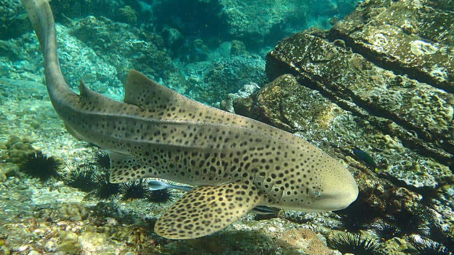 Leopard Shark Swimming Underwater.jpg Wallpaper