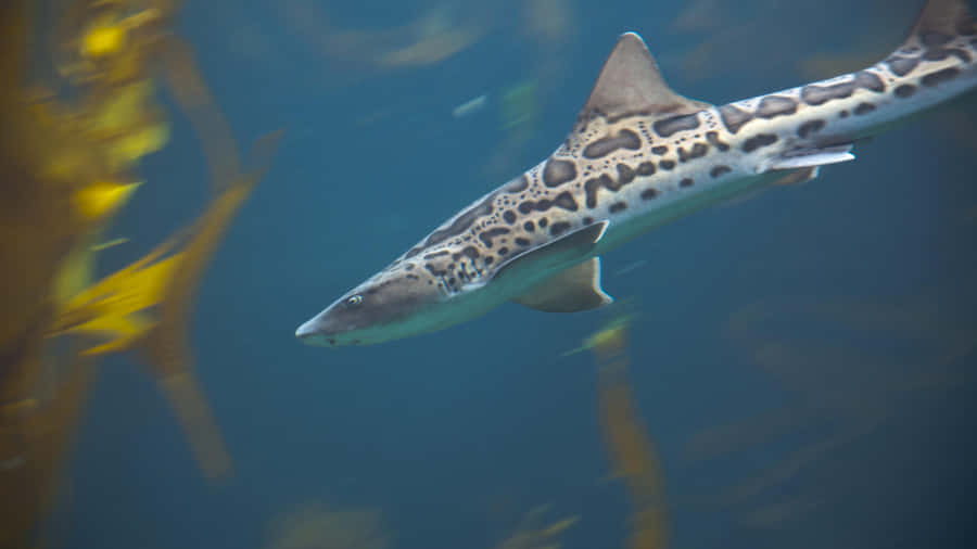 Leopard Shark Swimming Underwater.jpg Wallpaper