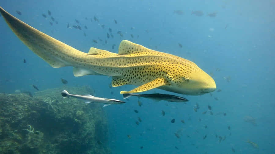 Leopard Shark Swimming Underwater.jpg Wallpaper