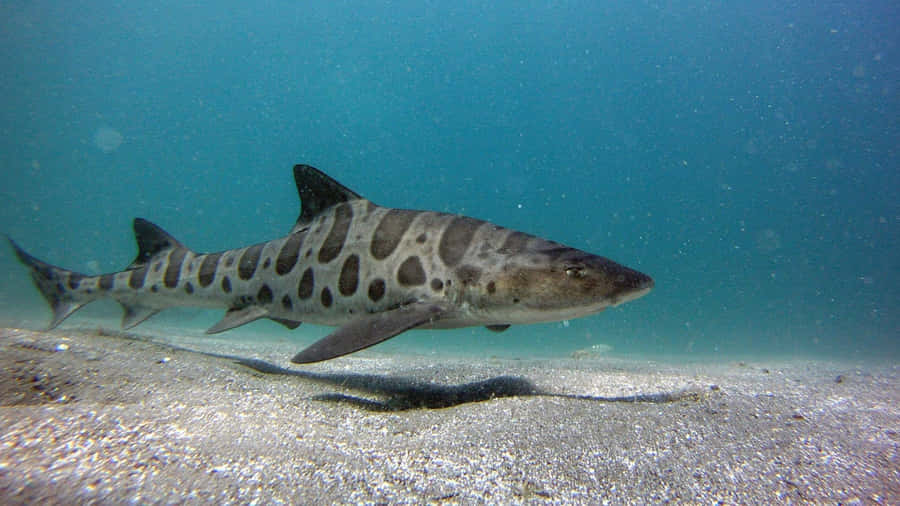 Leopard Shark Swimming Underwater.jpg Wallpaper