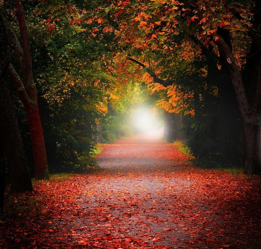 Let Your Life Be Full Of Contrasts. Wallpaper