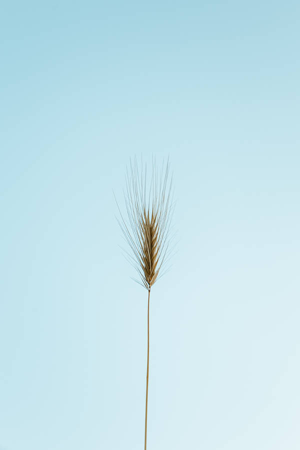 Light Blue Aesthetic Wheat Wallpaper