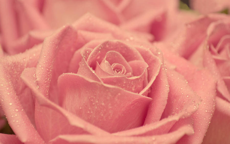 Light Pink Sparkly Rose Wallpaper