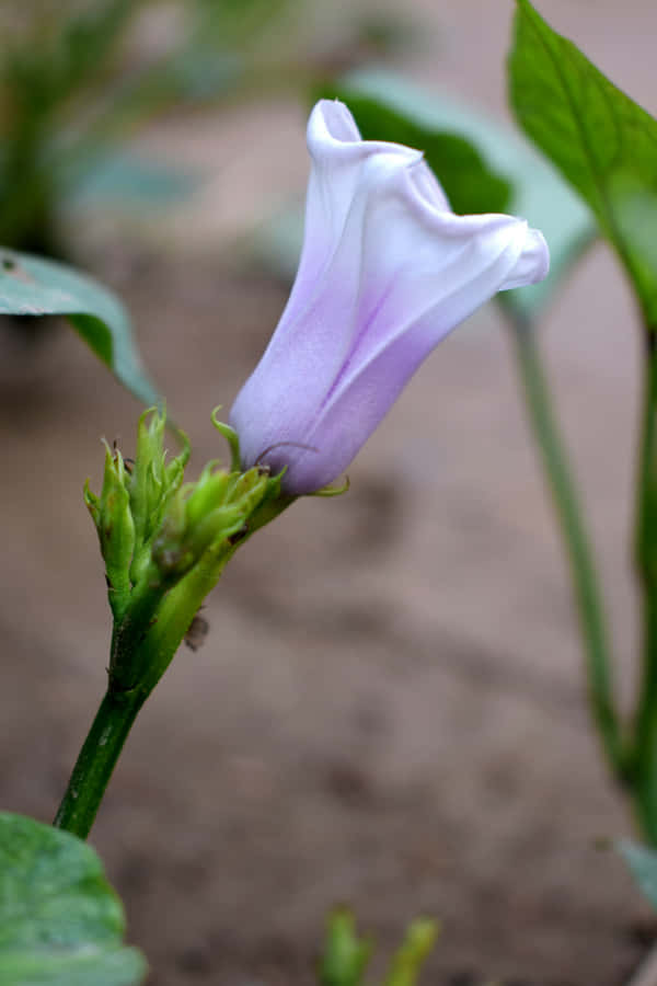 Light Purple Bud Floral Closeup.jpg Wallpaper
