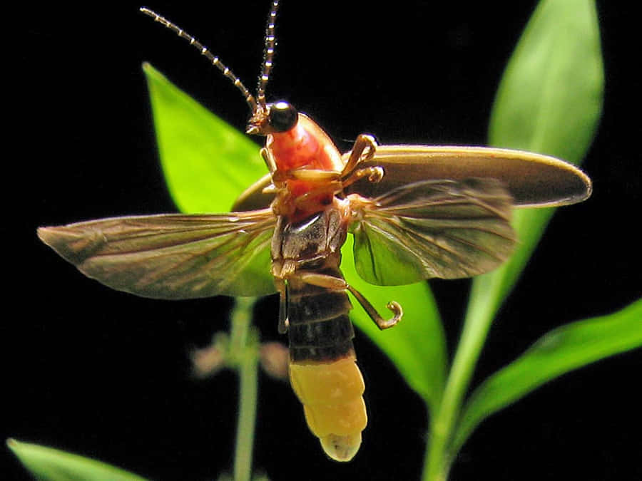 Lightning Bug In Flight Wallpaper