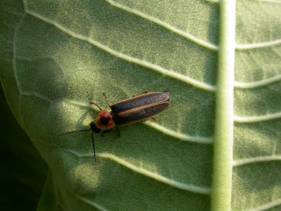 Lightning Bugon Green Leaf Wallpaper