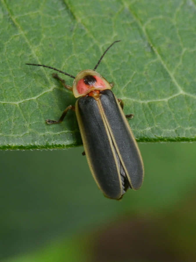 Lightning Bugon Leaf Wallpaper